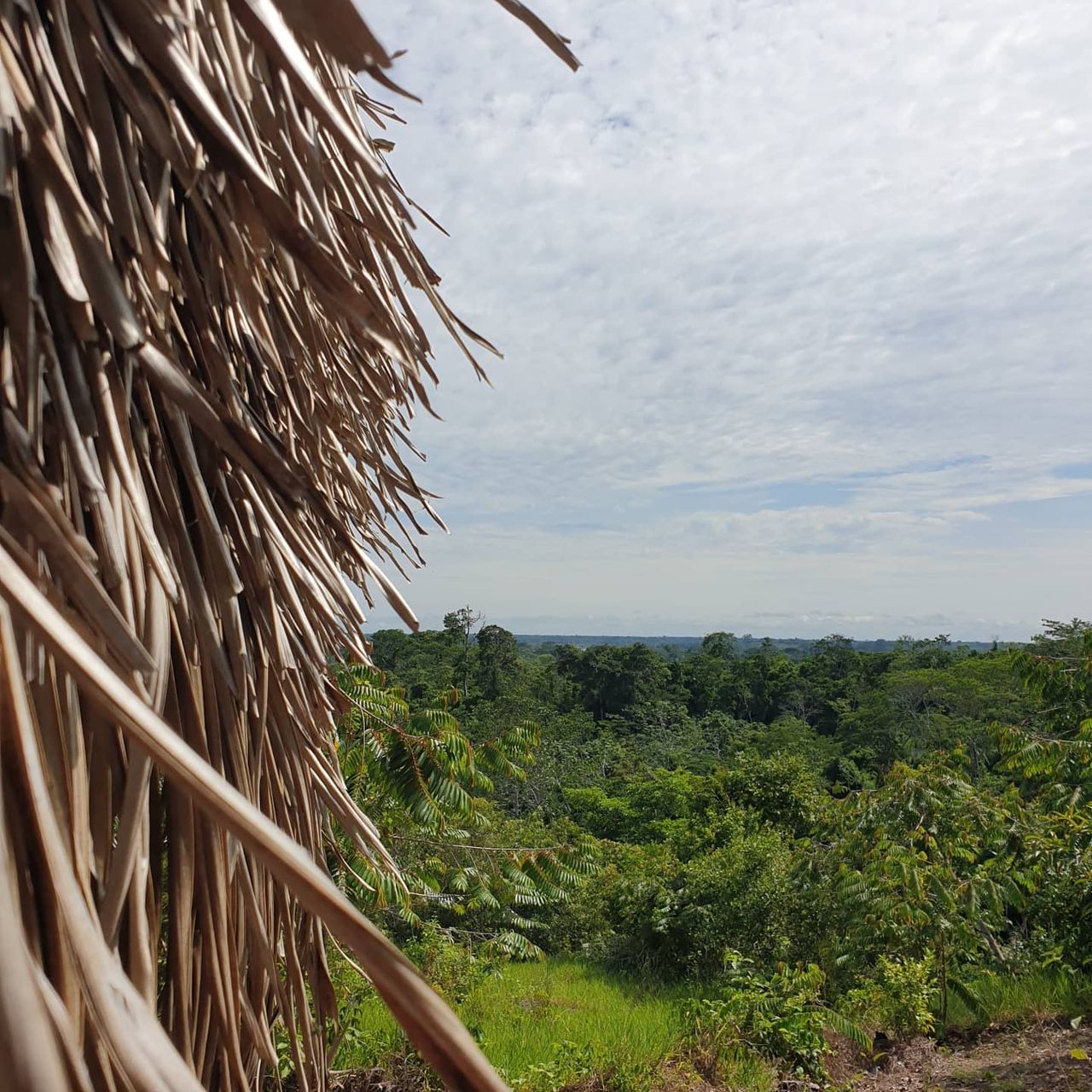 Hut thatch and landscape, at Ampiri.