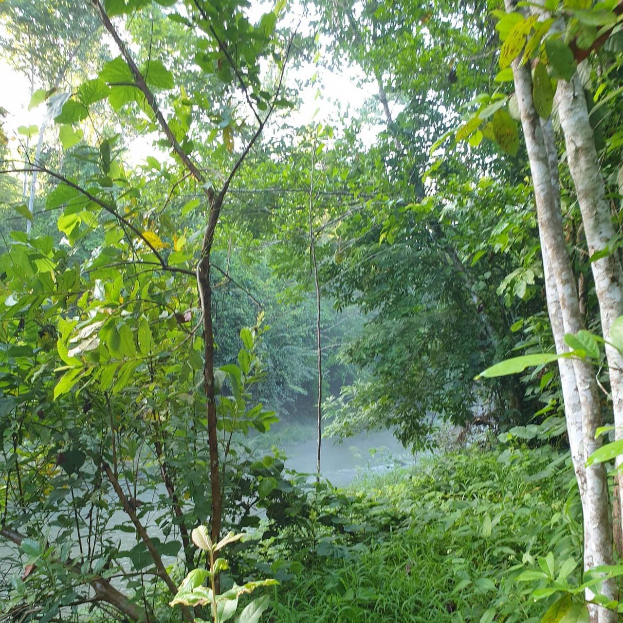 Forest by water, at Ampiri.