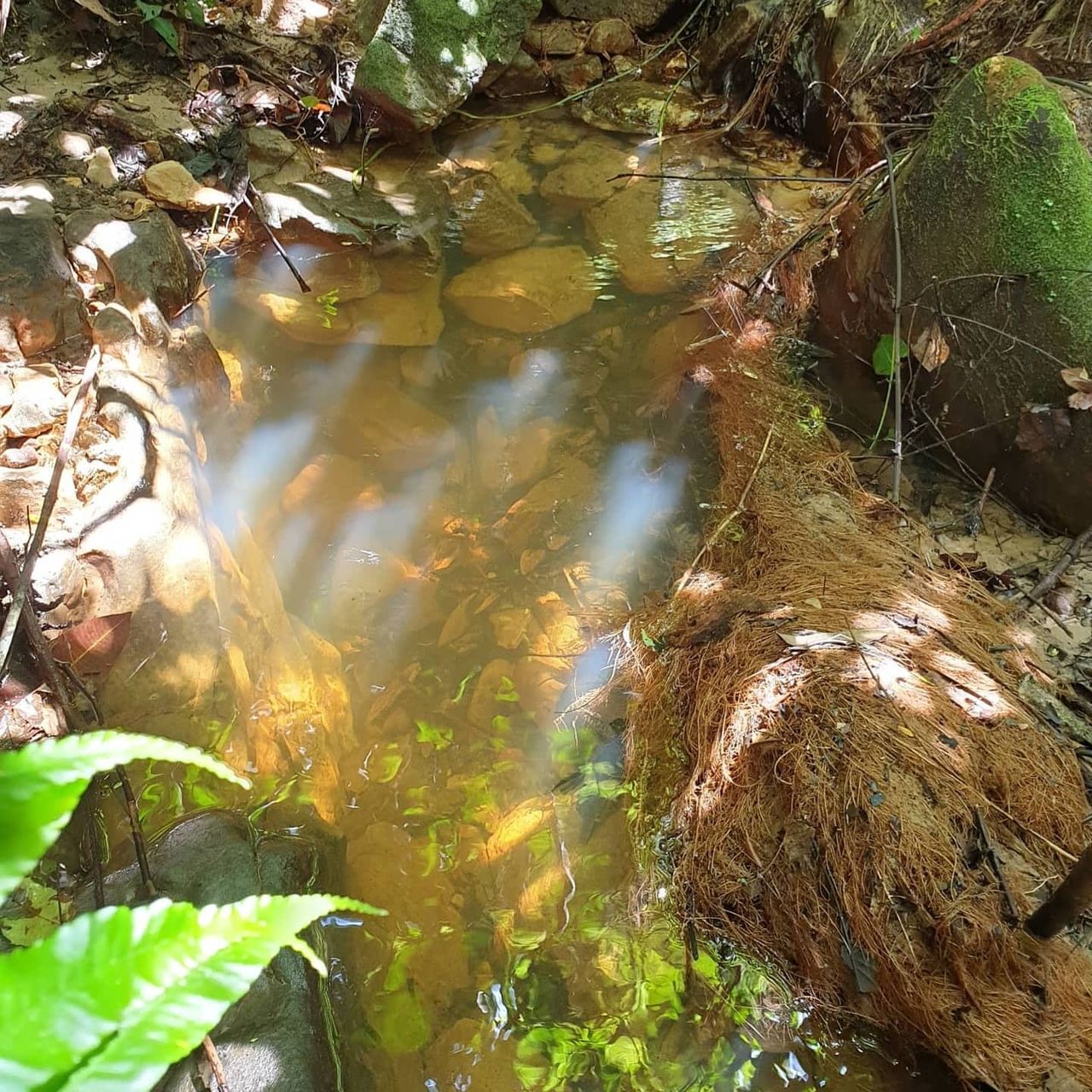 Water reflection on roots, at Ampiri.