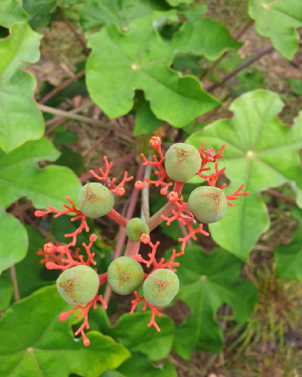 Red berries on vine, at Ampiri.