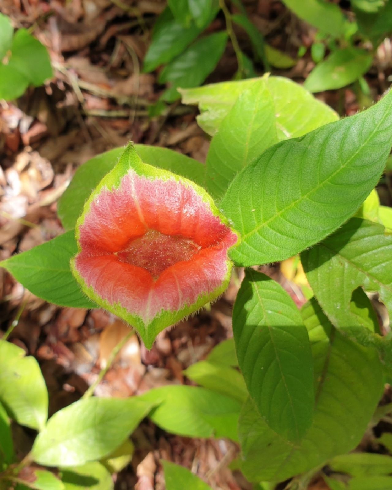 Red leaf or flower, at Ampiri.
