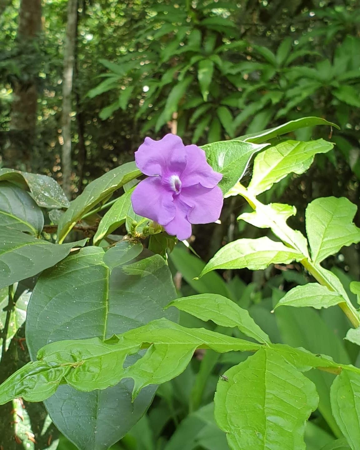 Purple flower, at Ampiri.