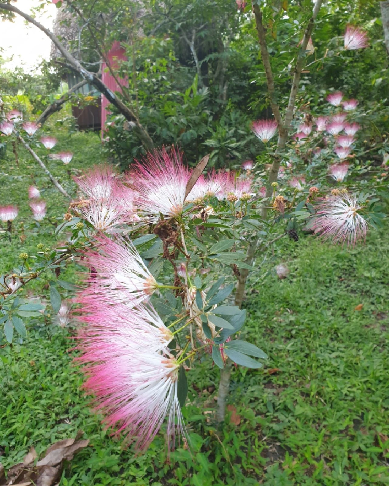 Pink fluffy flower, at Ampiri.