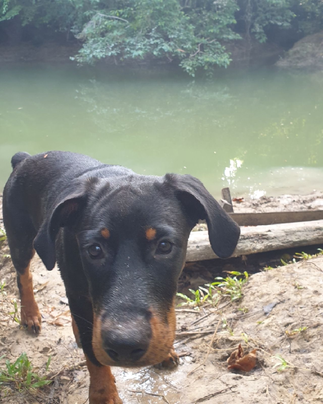 Black dog, at Ampiri.