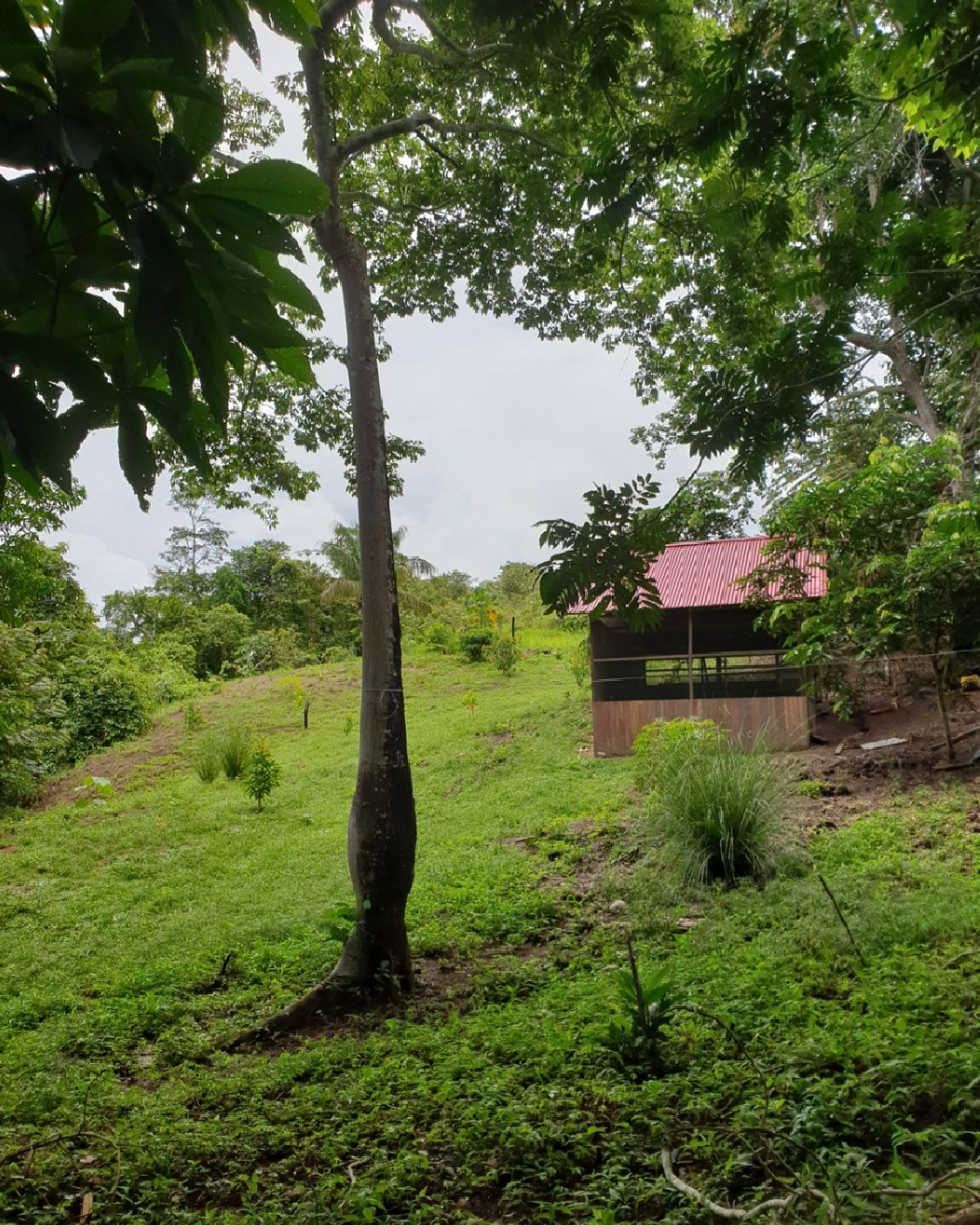 Hut in grass, at Ampiri.