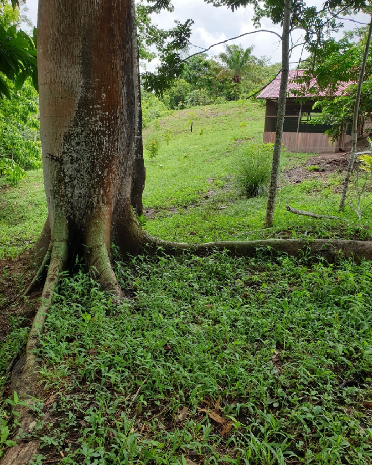 Tree trunk with hut behind, at Ampiri.