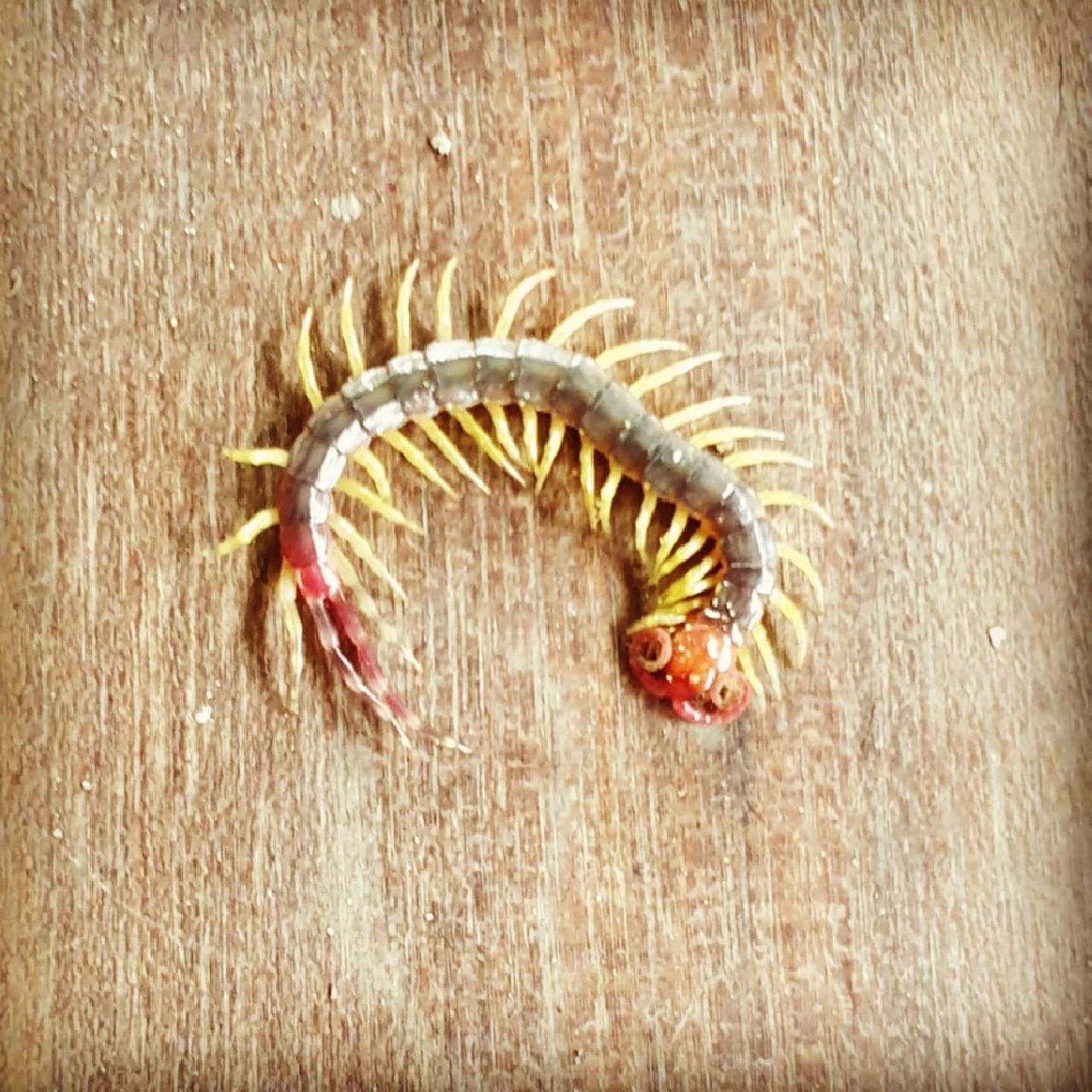 Centipede on wood, at Ampiri.