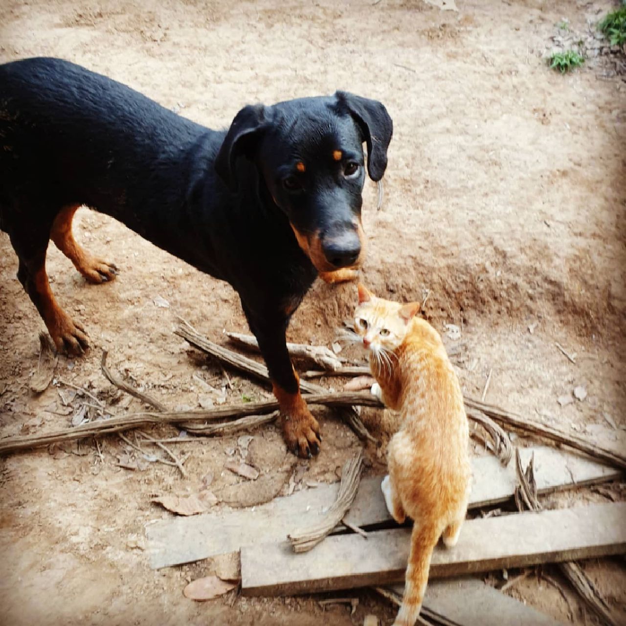 Dog and cat, at Ampiri.