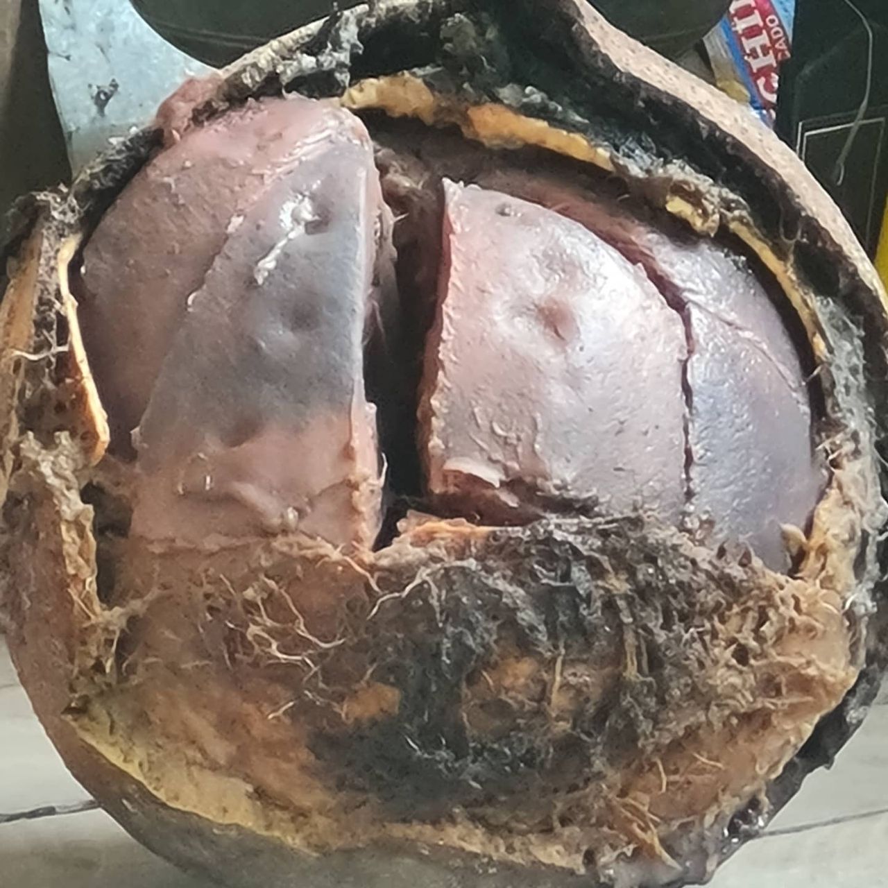 Seed pod, at Ampiri.