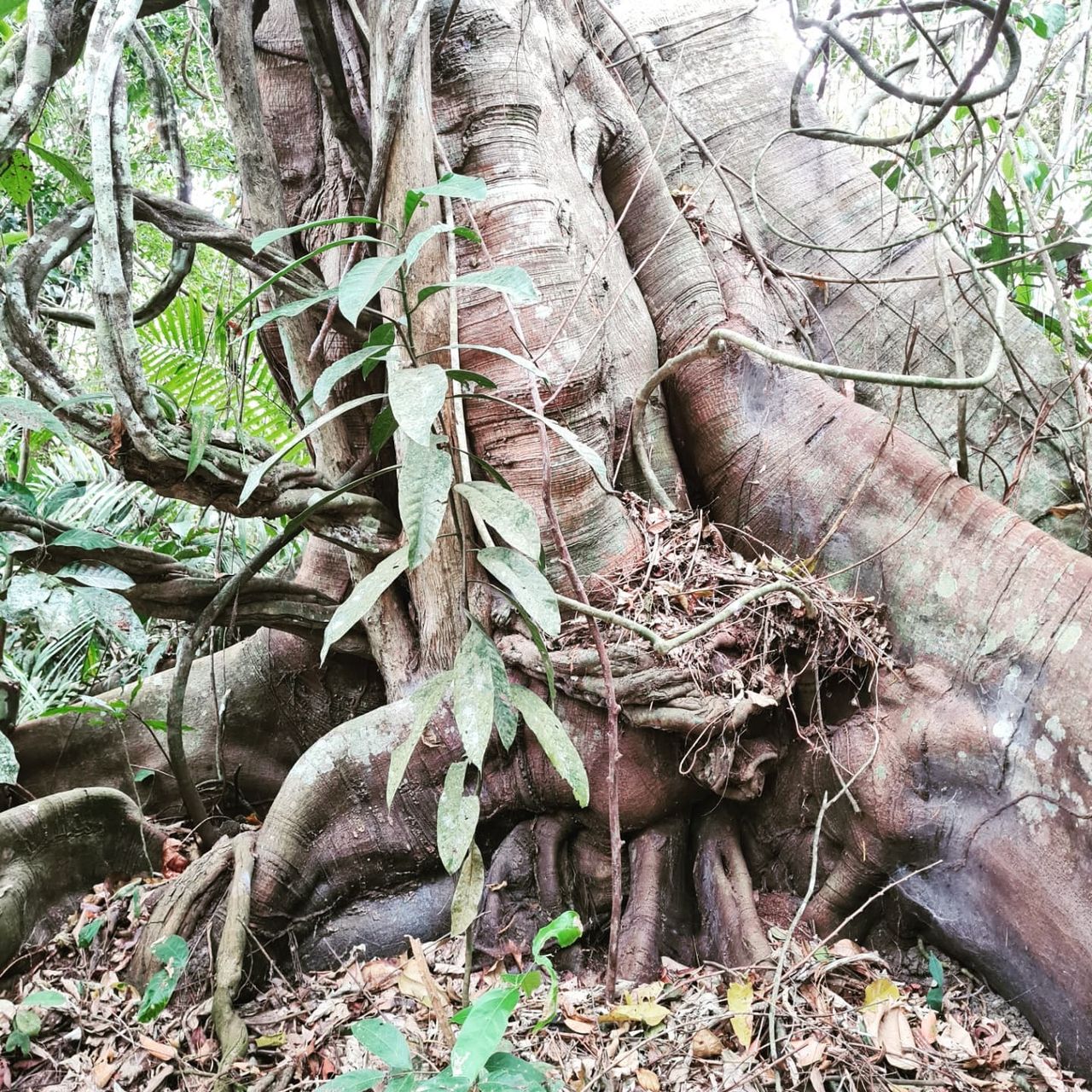 Tree roots, at Ampiri.