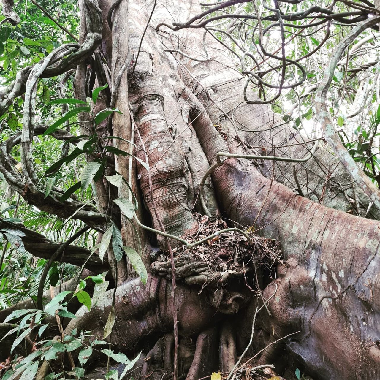 Tree roots, at Ampiri.