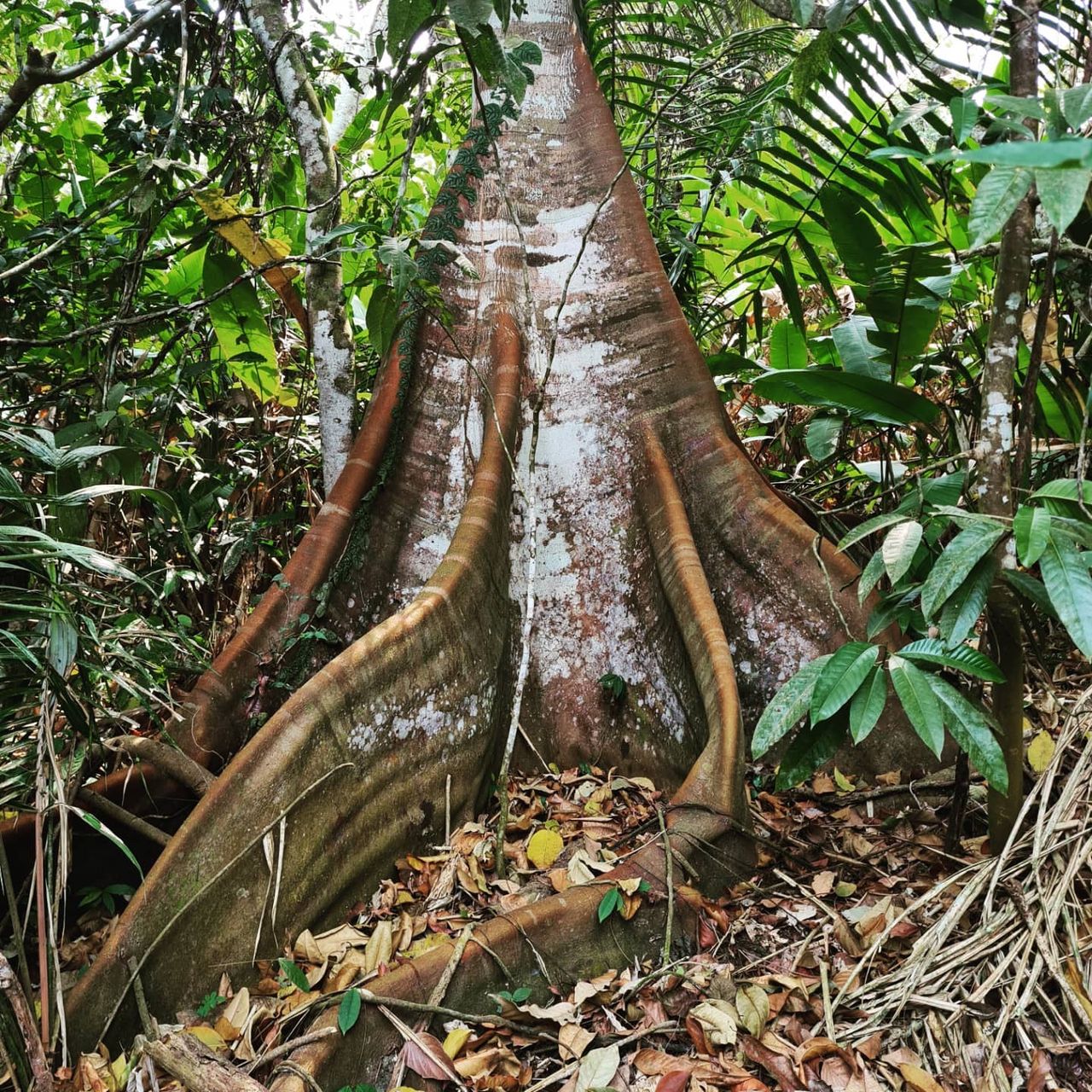 Tree buttress roots, at Ampiri.