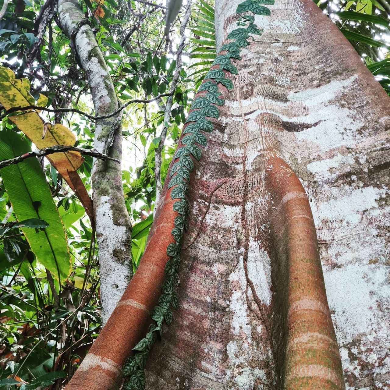 Tree trunk, at Ampiri.