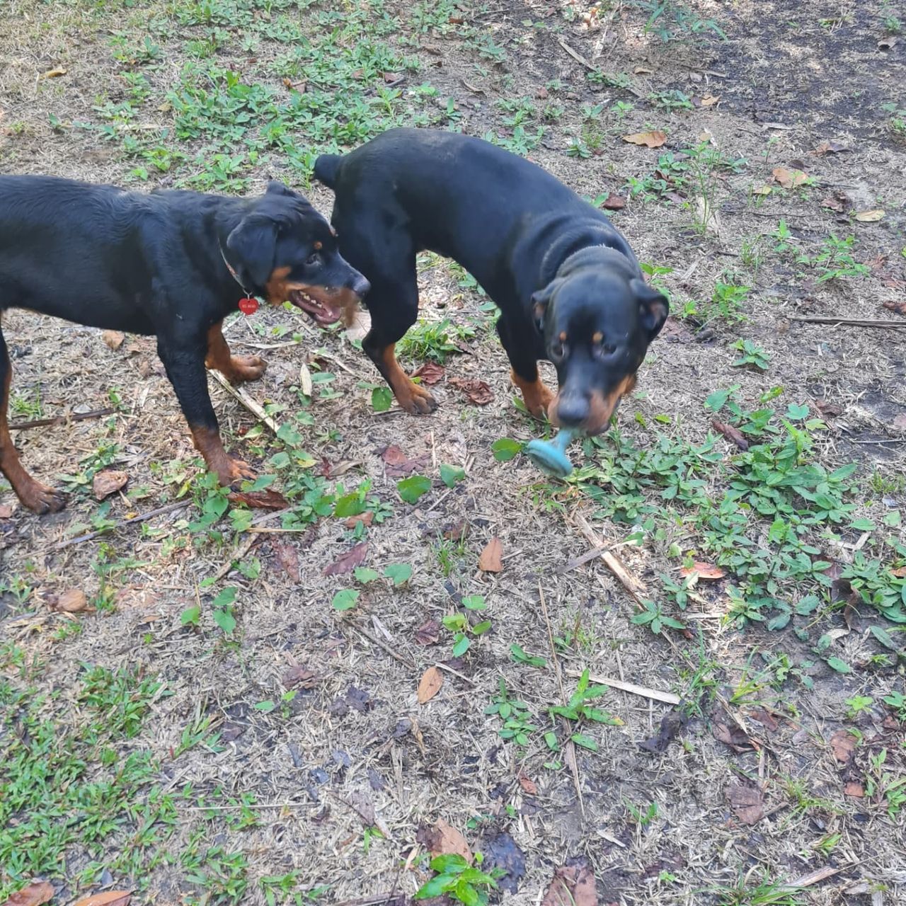 Two dogs on ground, at Ampiri.
