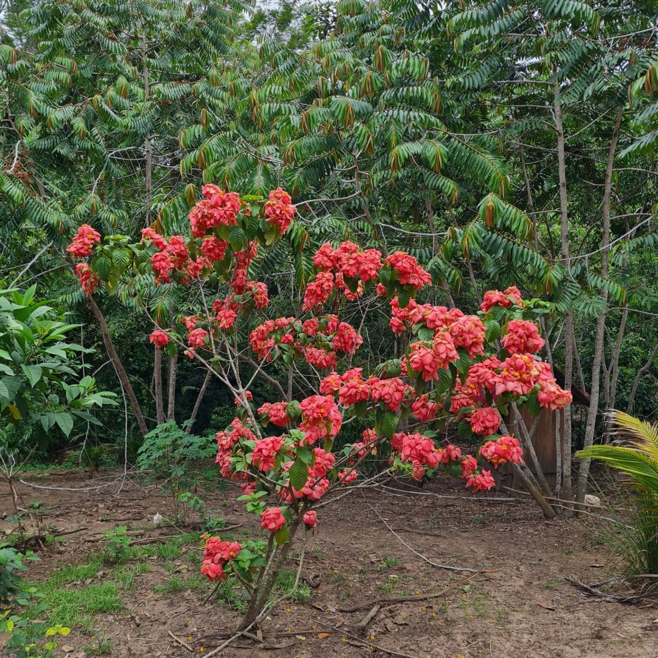 Red flowering tree, at Ampiri.