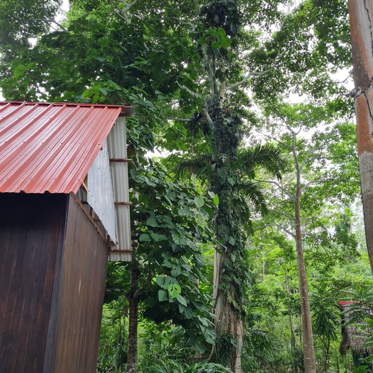 Hut by trees, at Ampiri.
