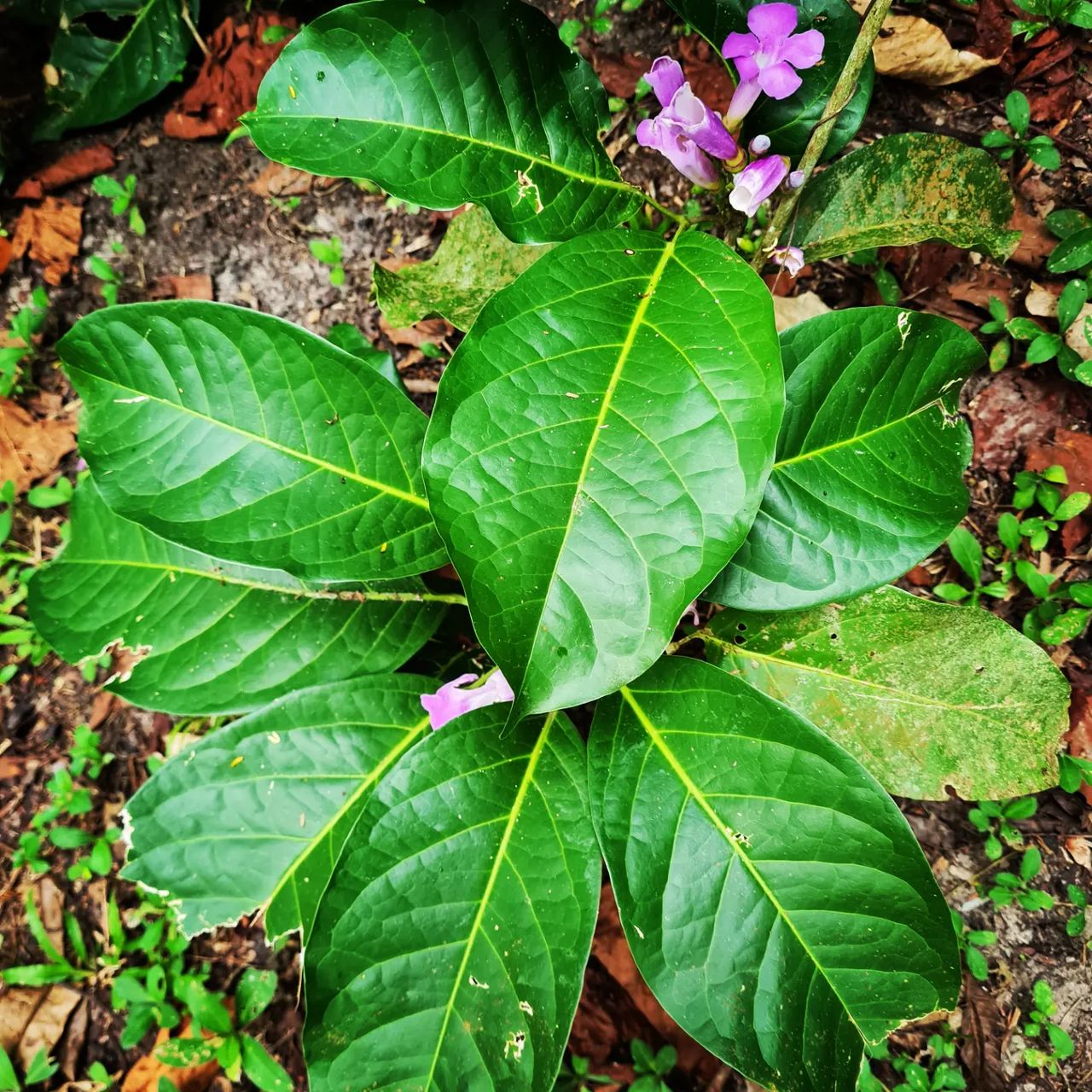 Plant with purple flower, at Ampiri.