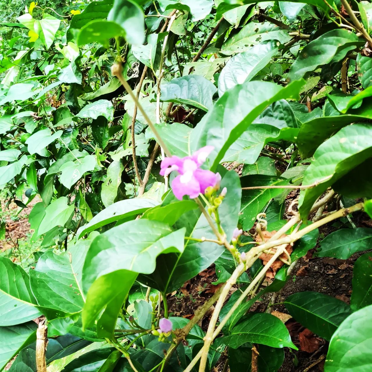 Plant with purple flower, at Ampiri.