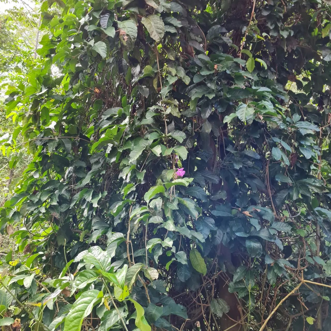Plant, at Ampiri.