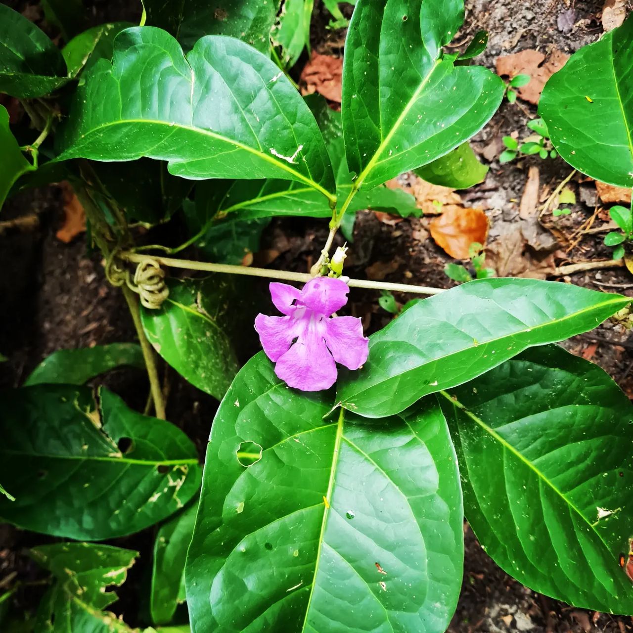 Plant with purple flower, at Ampiri.
