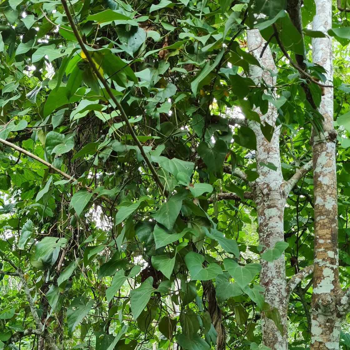 Forest plant, at Ampiri.