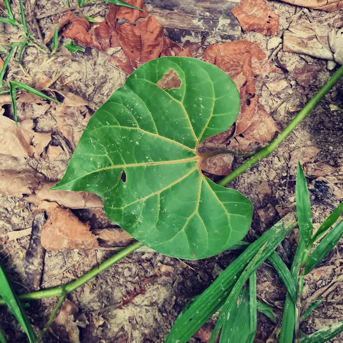 Leaf on ground, at Ampiri.