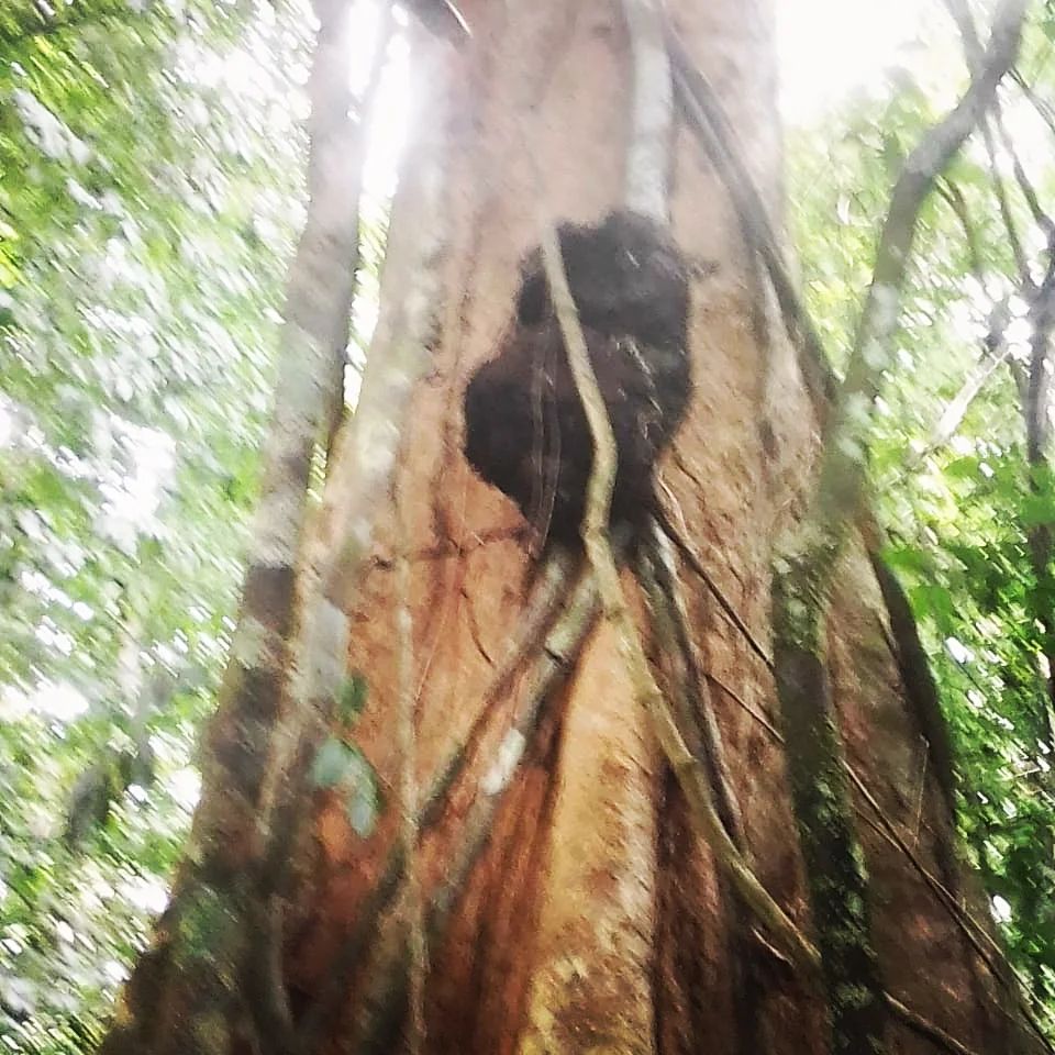 Tree trunk, at Ampiri.