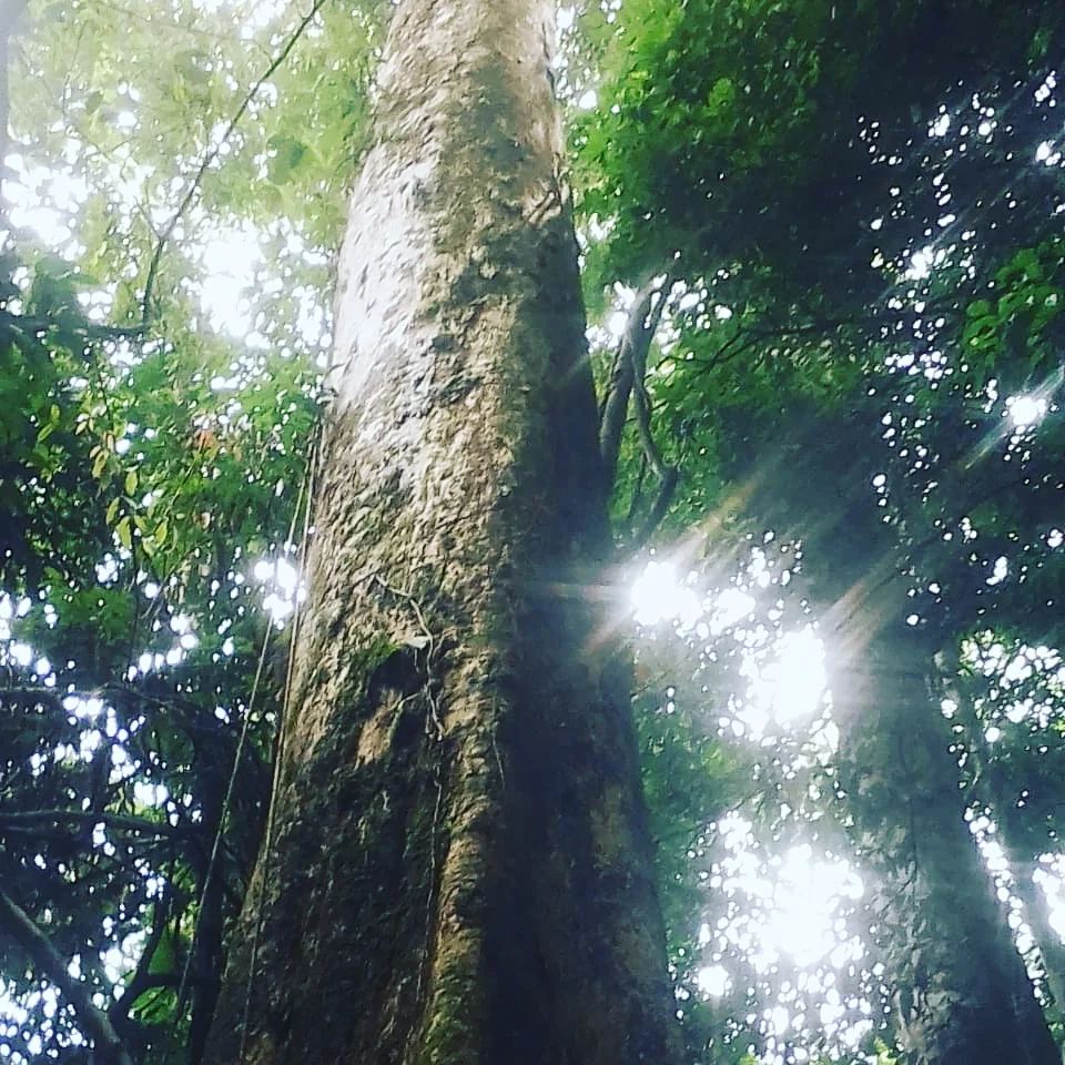 Tree with sunlight, at Ampiri.
