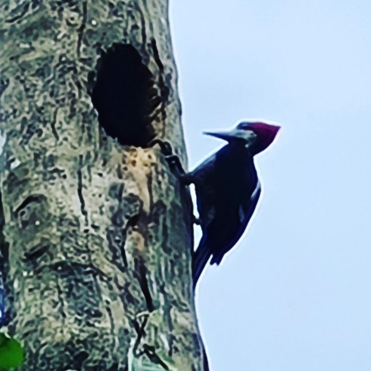Woodpecker on trunk, at Ampiri.