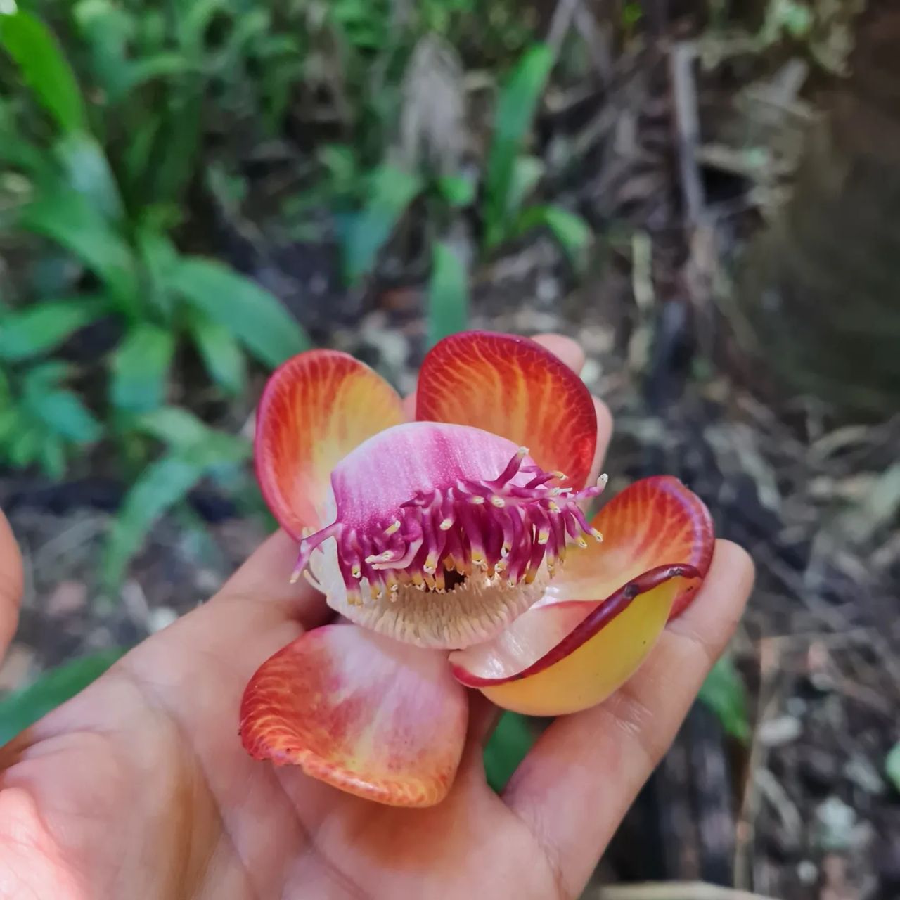 Flower in hand, at Ampiri.