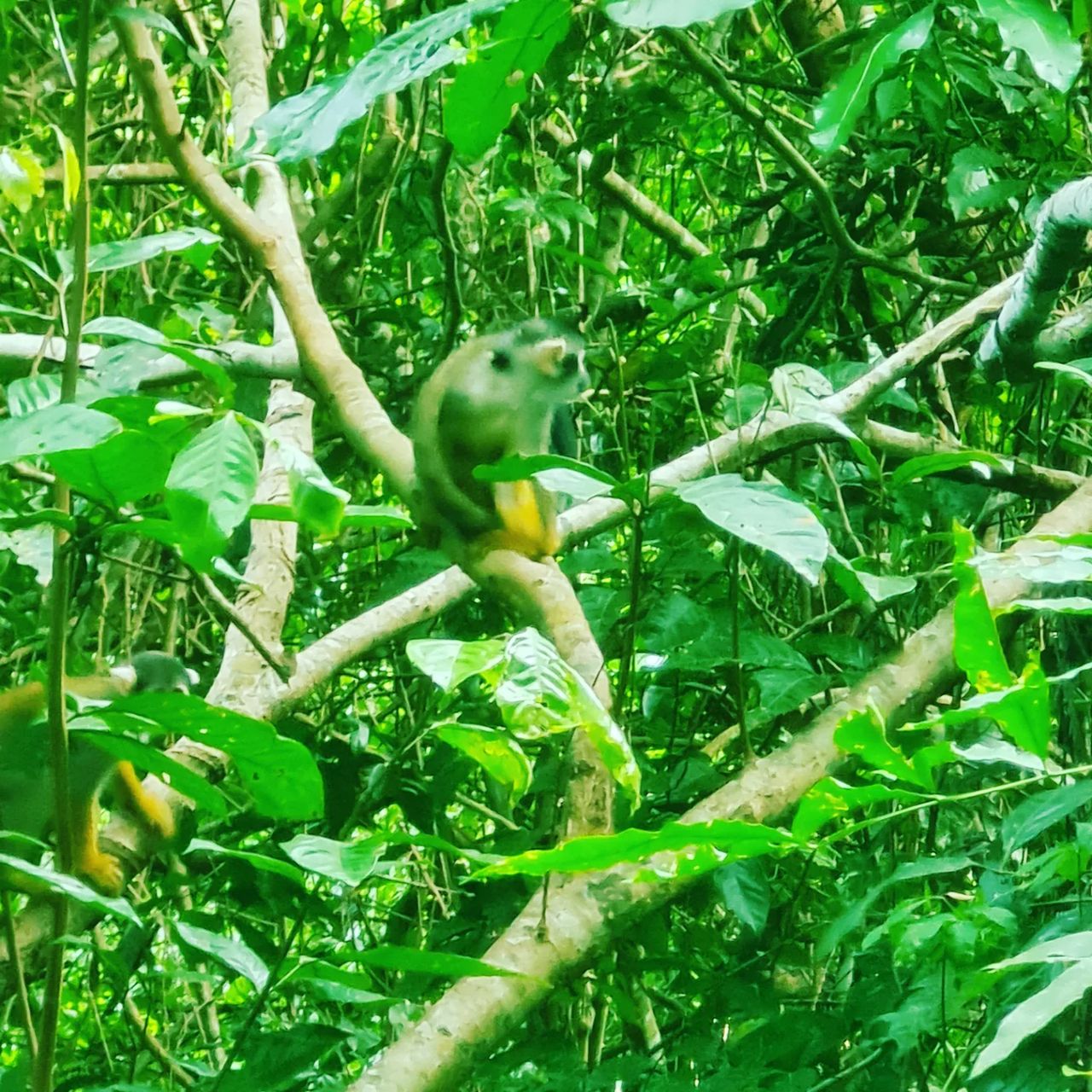 Plant with fruit, at Ampiri.