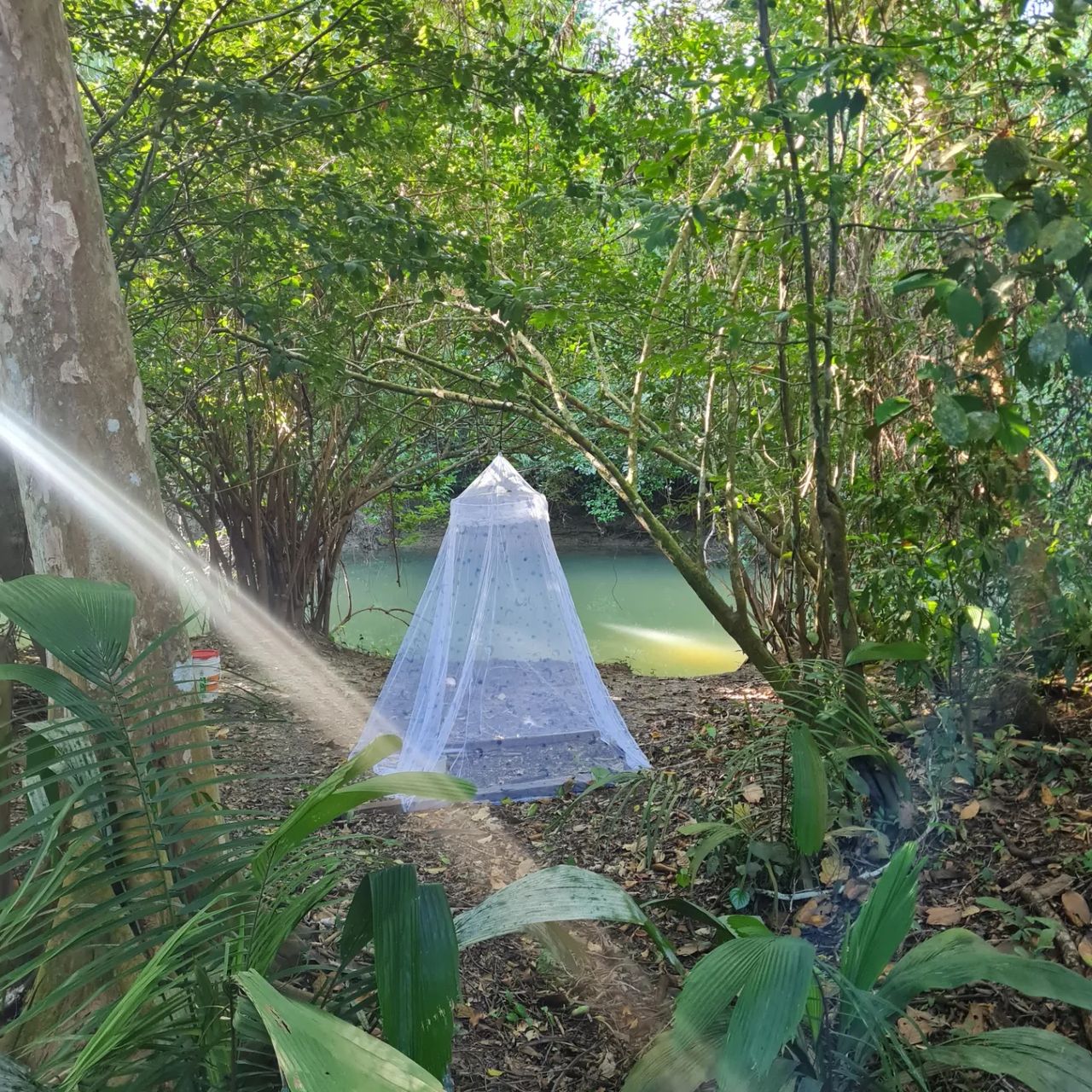 Net tent in forest, at Ampiri.