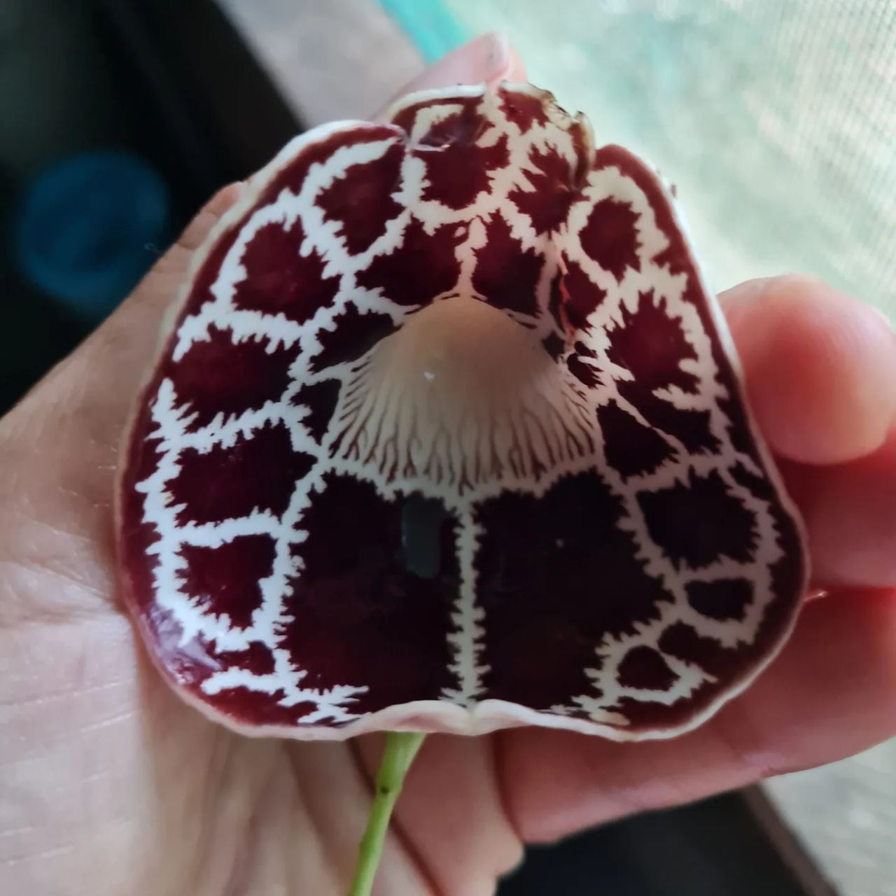 Mushroom held in hand, at Ampiri.