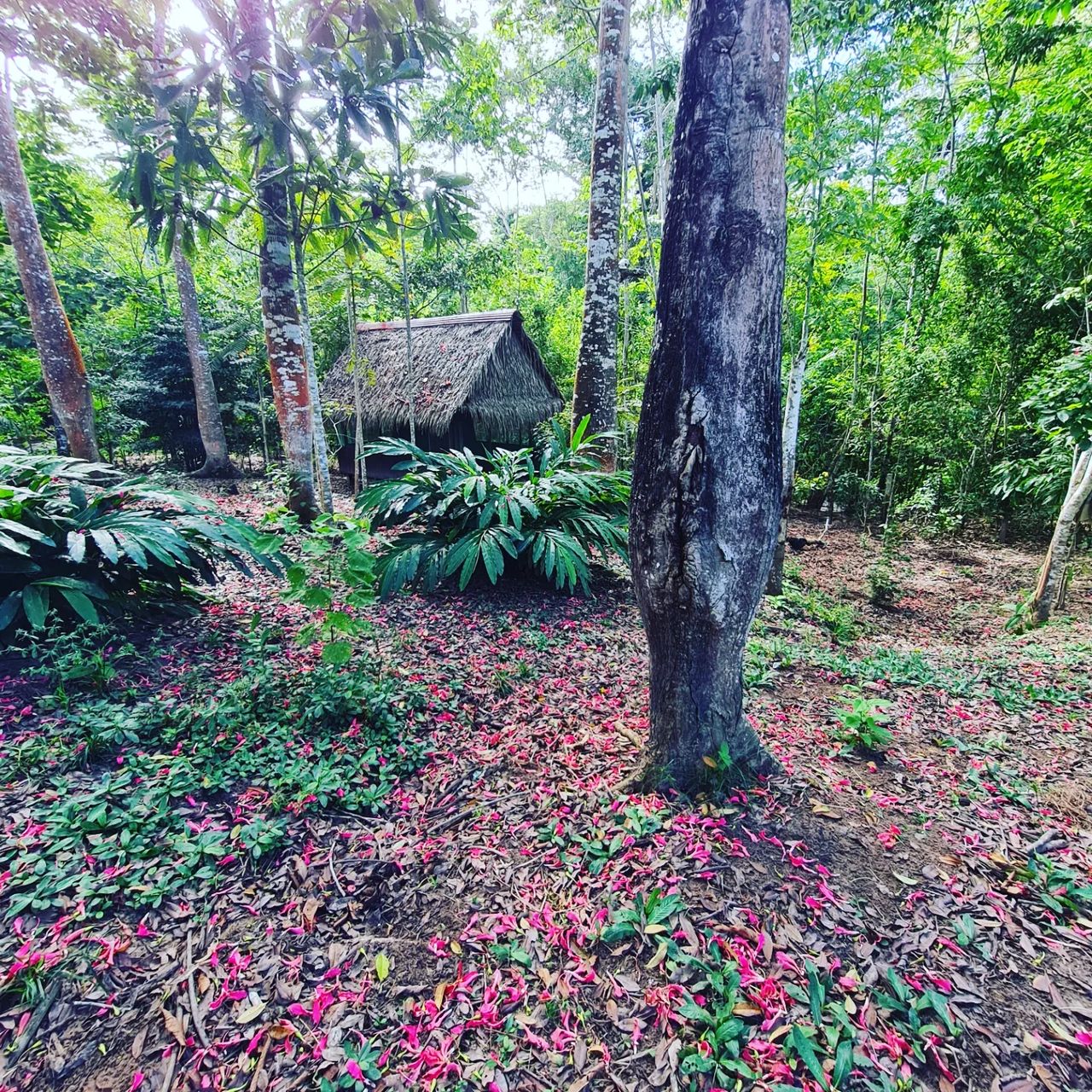 Forest floor, at Ampiri.