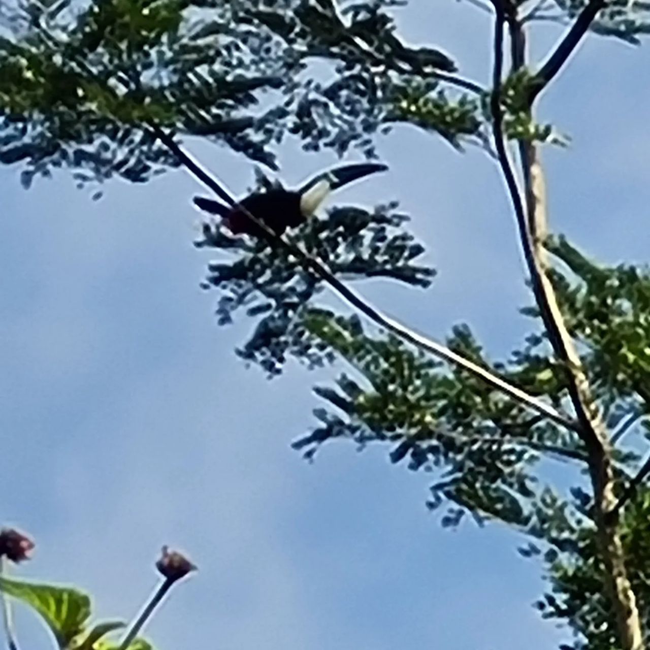 Tree branches against sky, at Ampiri.