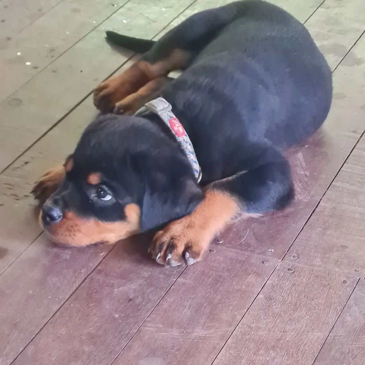 Dog lying on floor, at Ampiri.