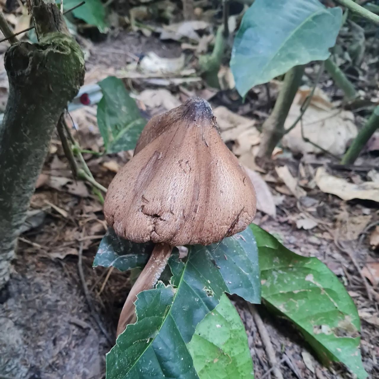 Mushroom, at Ampiri.