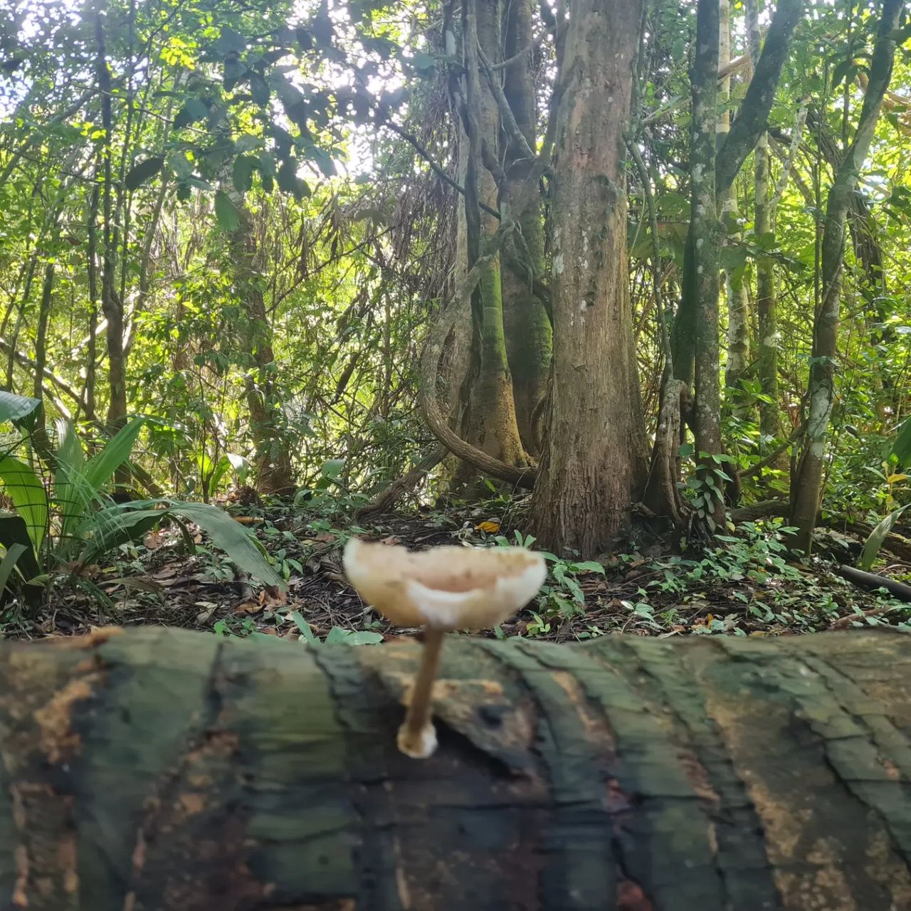 Forest with bench, at Ampiri.