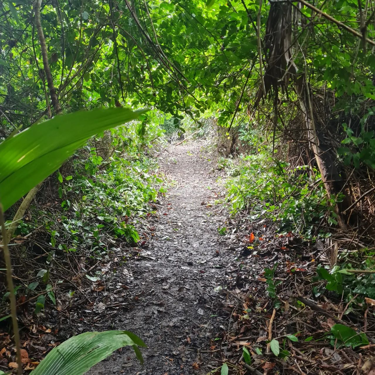 Forest path, at Ampiri.