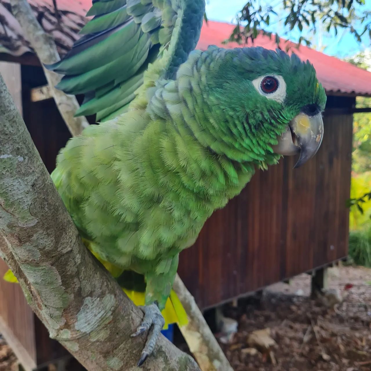 Parrot, at Ampiri.