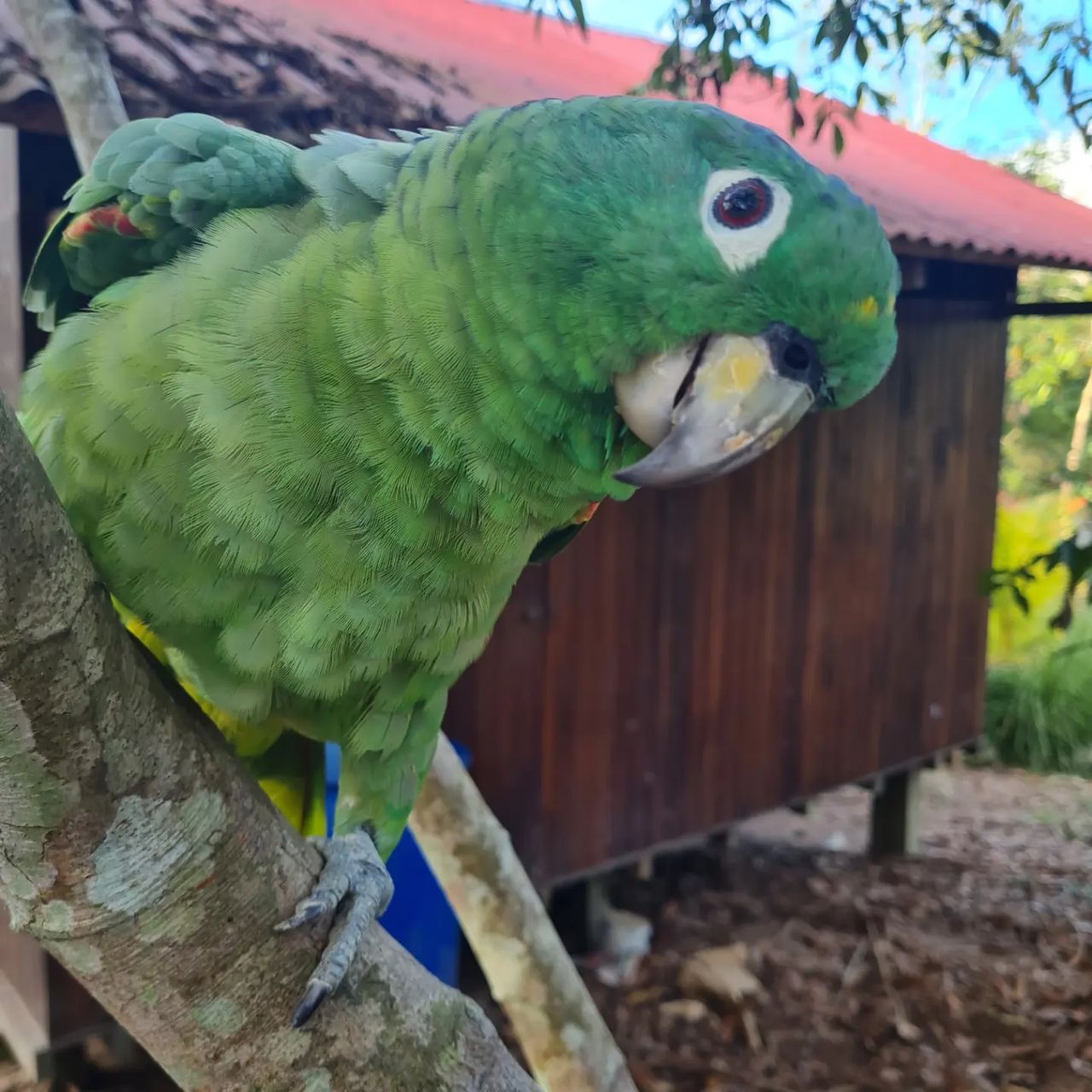 Parrot, at Ampiri.