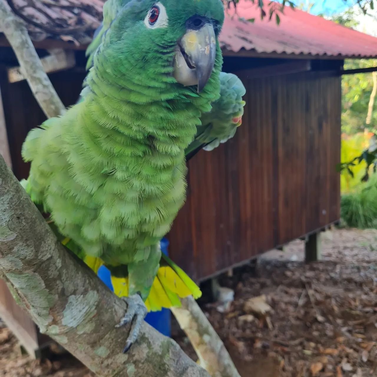 Parrot, at Ampiri.