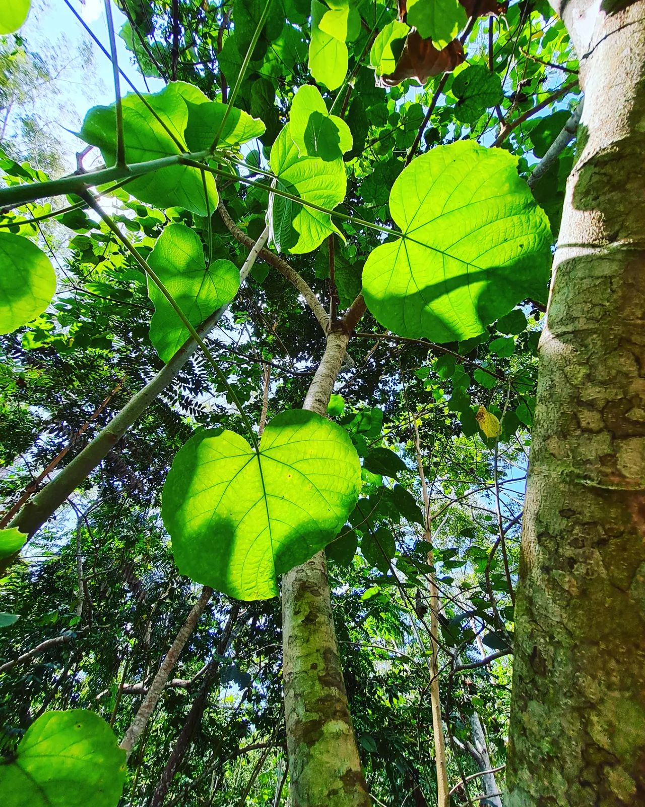Plant, at Ampiri.