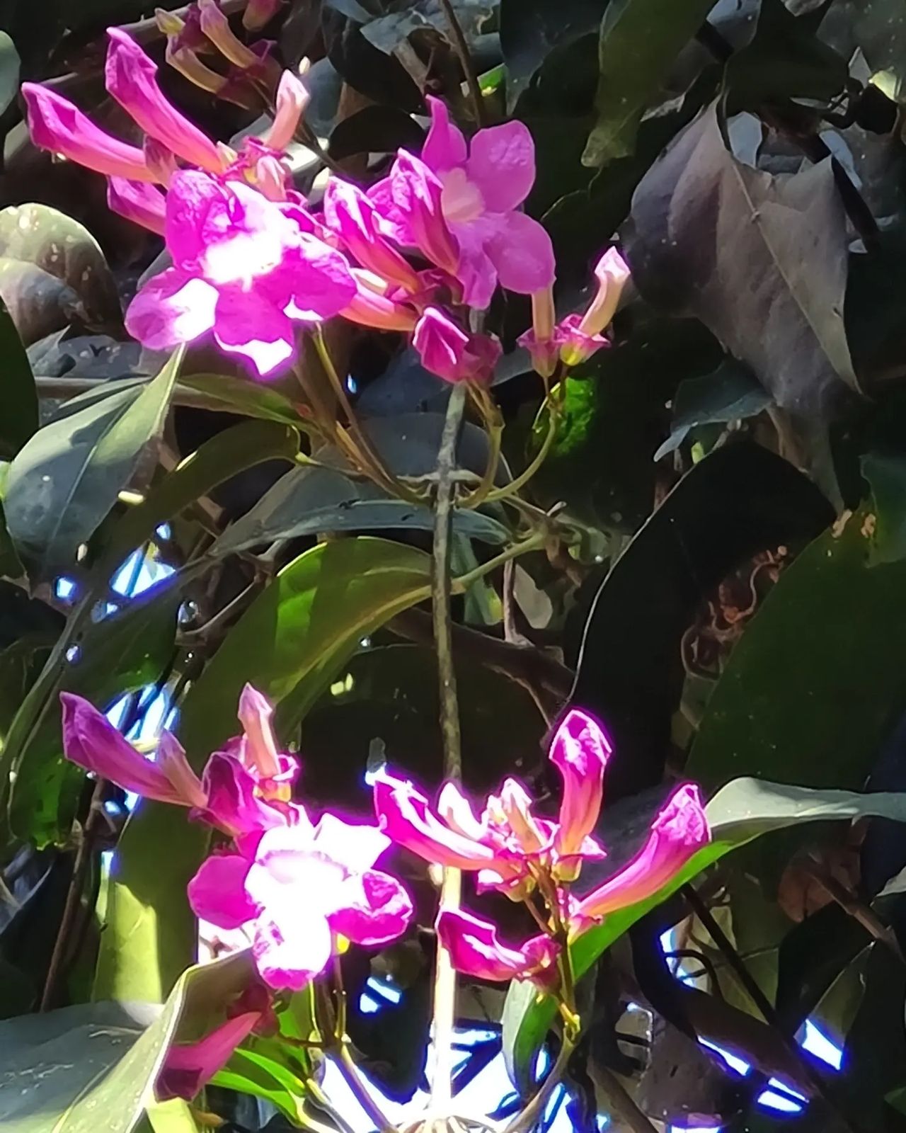 Pink flower, at Ampiri.