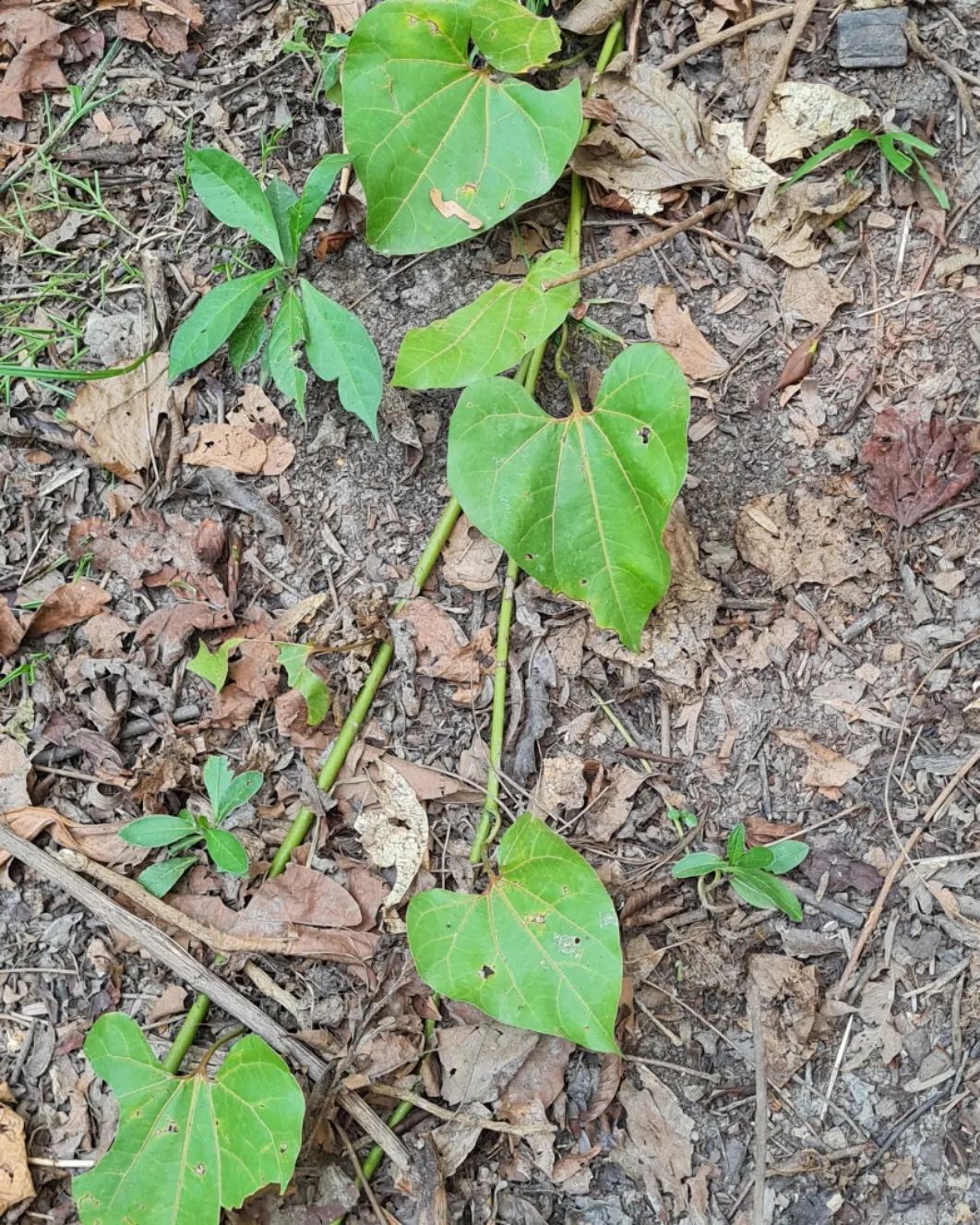 Plant on ground, at Ampiri.