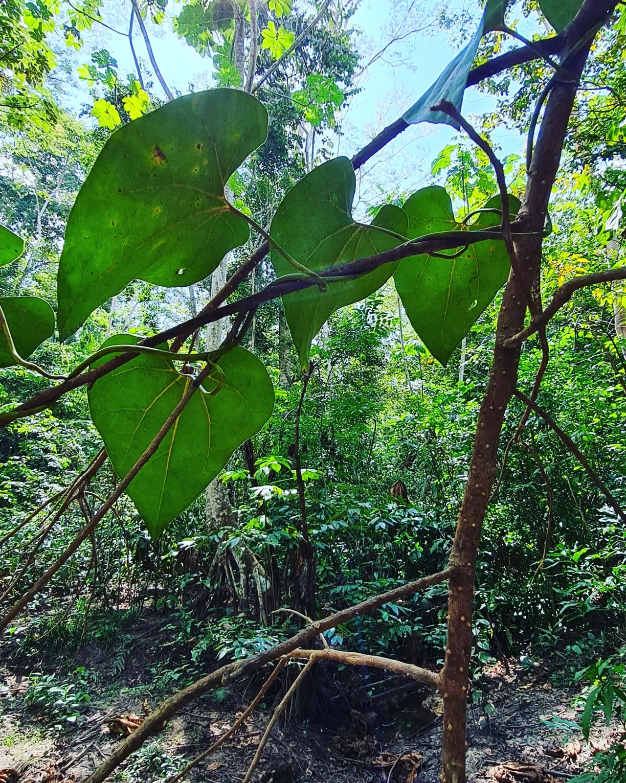 Plant, at Ampiri.