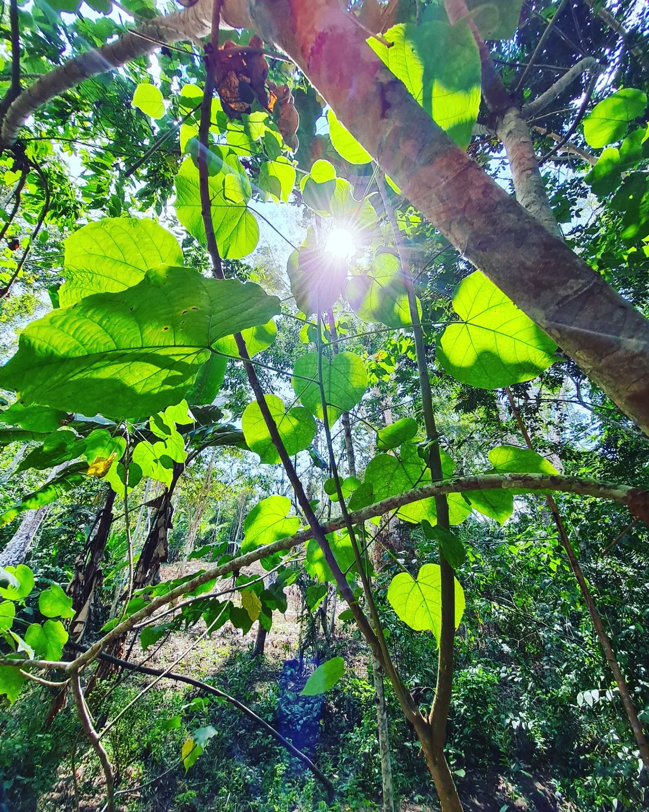 Plant with sunlight, at Ampiri.
