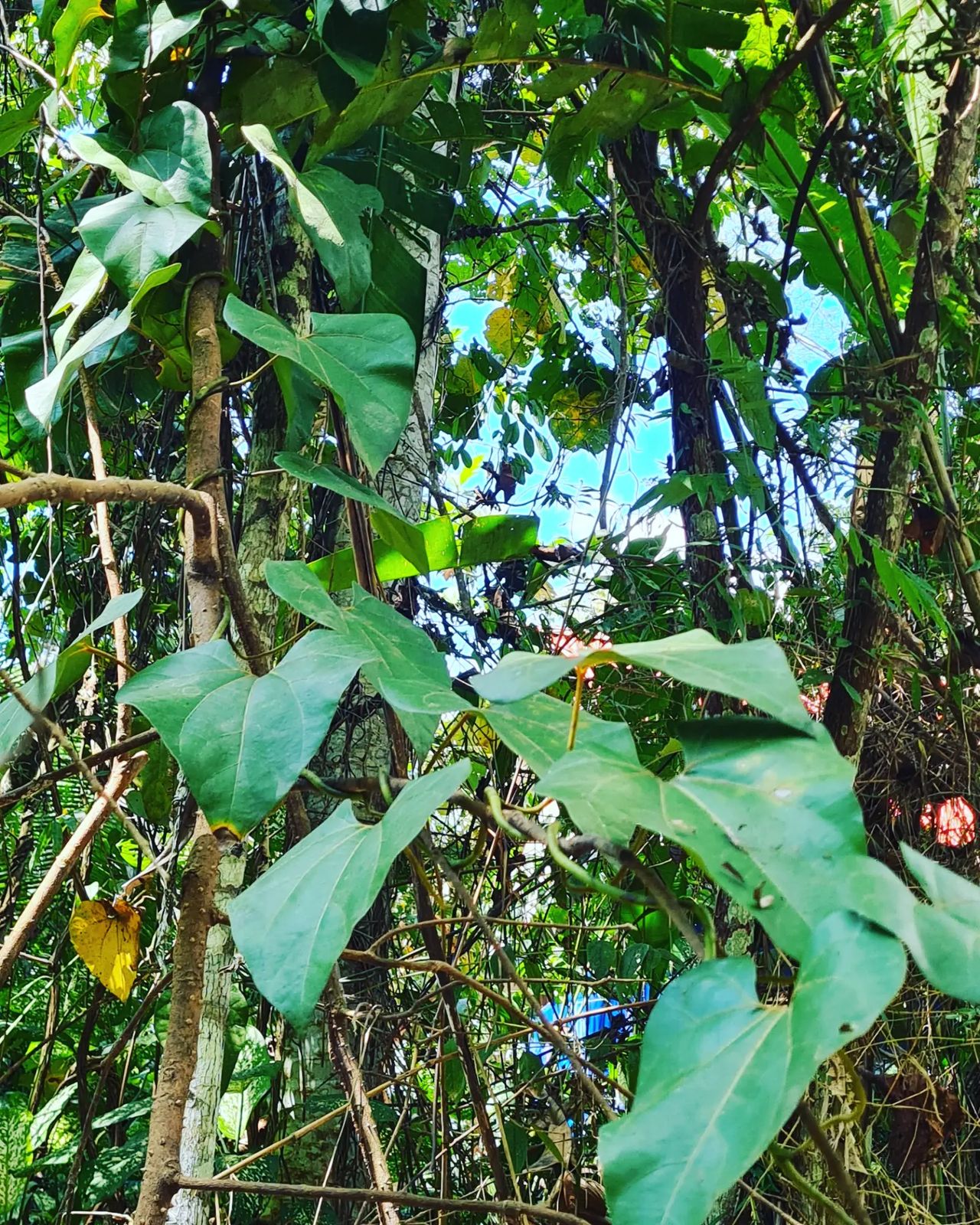 Plant, at Ampiri.