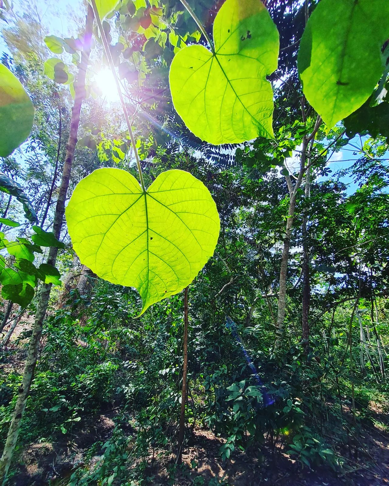 Heart-leaf plant, at Ampiri.