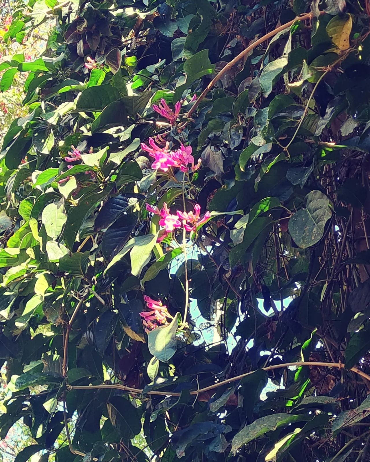Pink flowers on branch, at Ampiri.